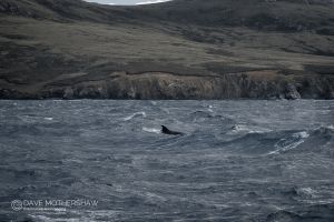 Sei Whale (Balaenoptera borealis)